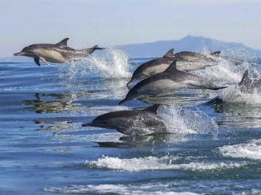 Dolphin & Wildlife Tours